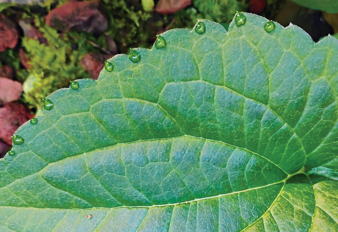 Brewing Locally Image